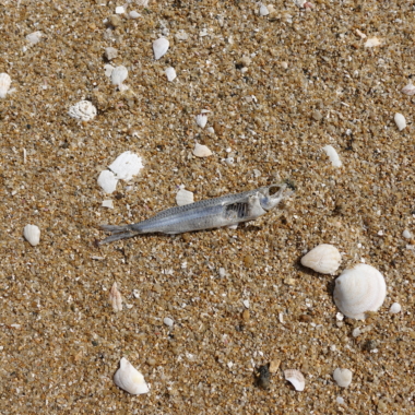 梅雨の中休みと火事