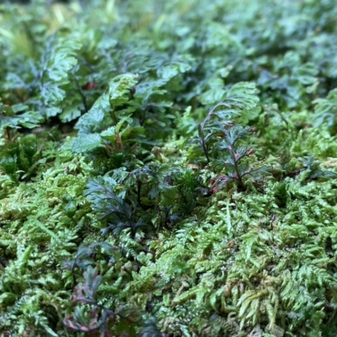 鹿児島県屋久島任務