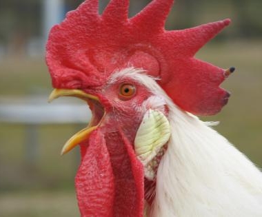 とりのタタキ　シーズン①