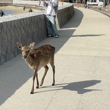 宮島の風景　　広島県